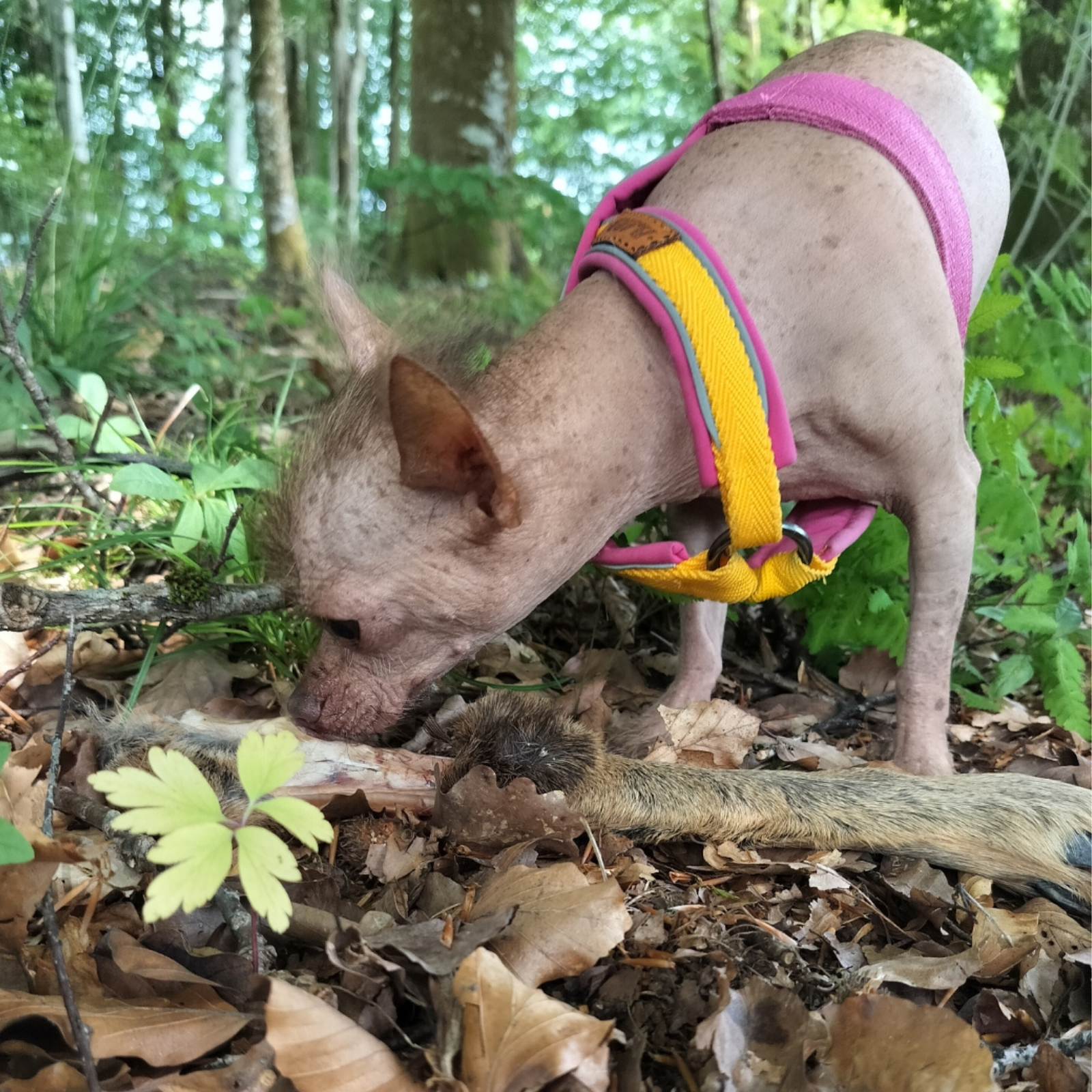 Nakenhund i skogen som spårar och undersöker en klöv med sele från Svenska Barr